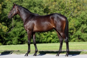 Lot 166 Leandertal 982210814WESTERBERG