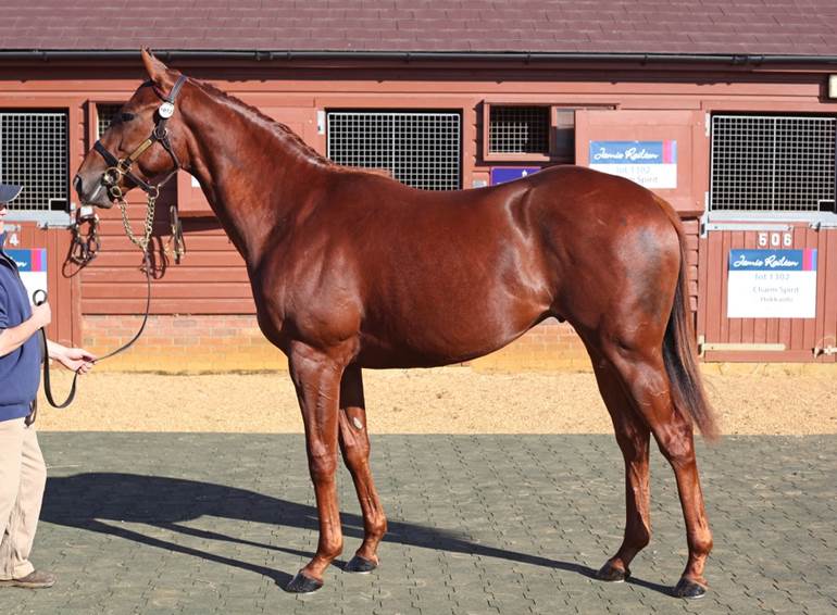 NN_2016_BOCCASSINI_IFFRAAJ_Gestuet_Westerberg_Tattersalls_thoroughbred_Vollblut_Pferd